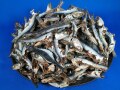 煮干しいわし(牛深) 10cm前後