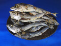 さば煮干し 大 11kg