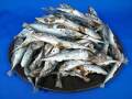 さば煮干し 中 10kg 【新商品：数量限定】