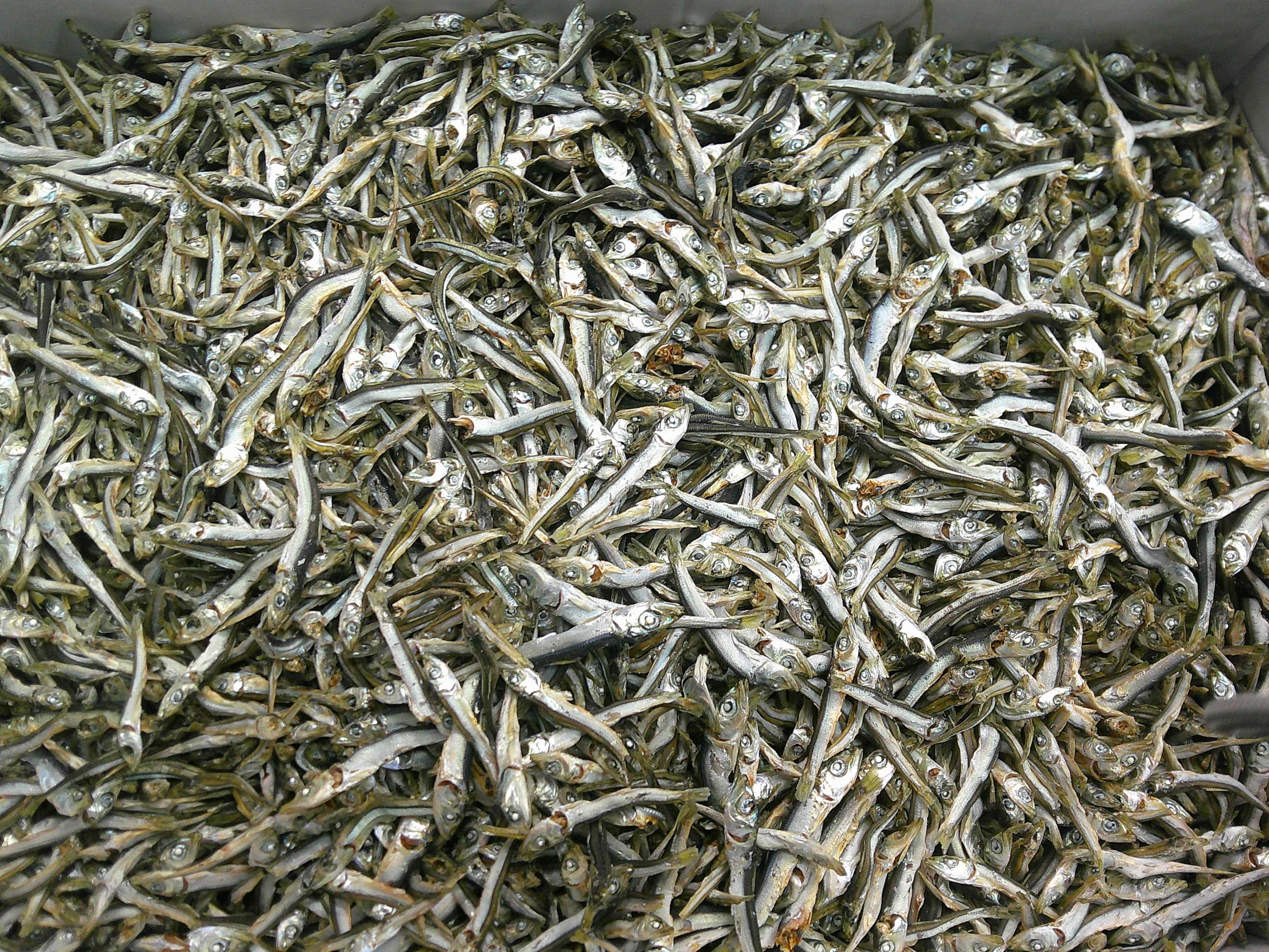 うるめいわし煮干し 小 8.5kg 【訳あり特価】