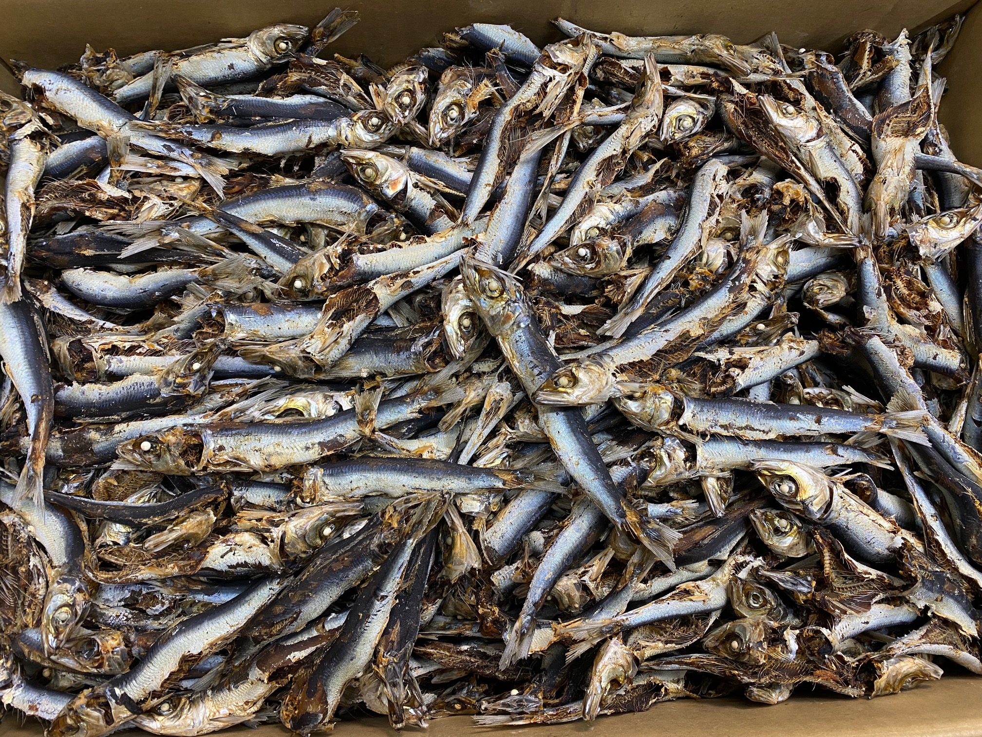 うるめいわし煮干し 12kg 【訳あり特価】