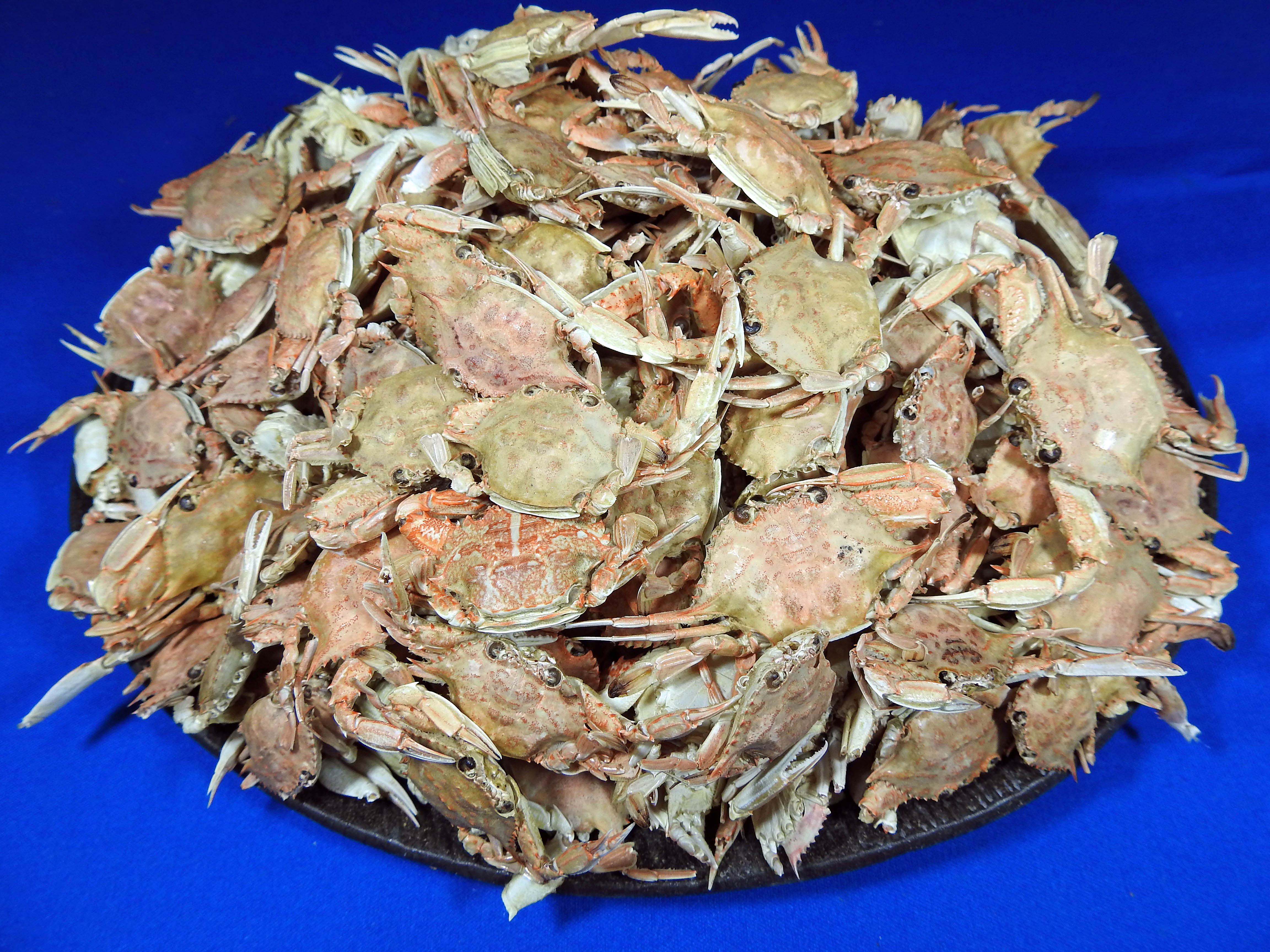 定期入れの 業務用 にぼし丸ごとにぼし粉末1kg