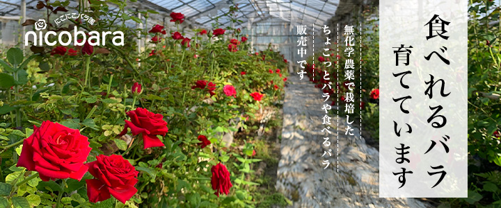 バラの花束・アレンジメントを贈るなら「にこにこバラ園」がおすすめ