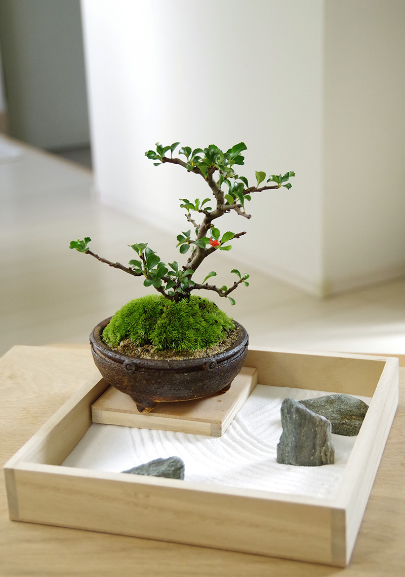  枯山水盆栽セット 枯山水セット ( 三波石 小サイズ ) + 紅長寿梅 盆栽 チョウジュバイ ちょうじゅばい