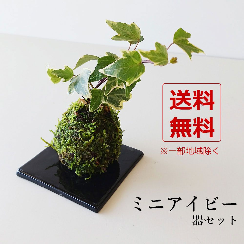 送料無料 アイビーの苔玉 黒角皿 こけだま コケダマ 苔玉 mossball MOSSBALL 小品盆栽 手作り盆栽 あいびー ヘデラ