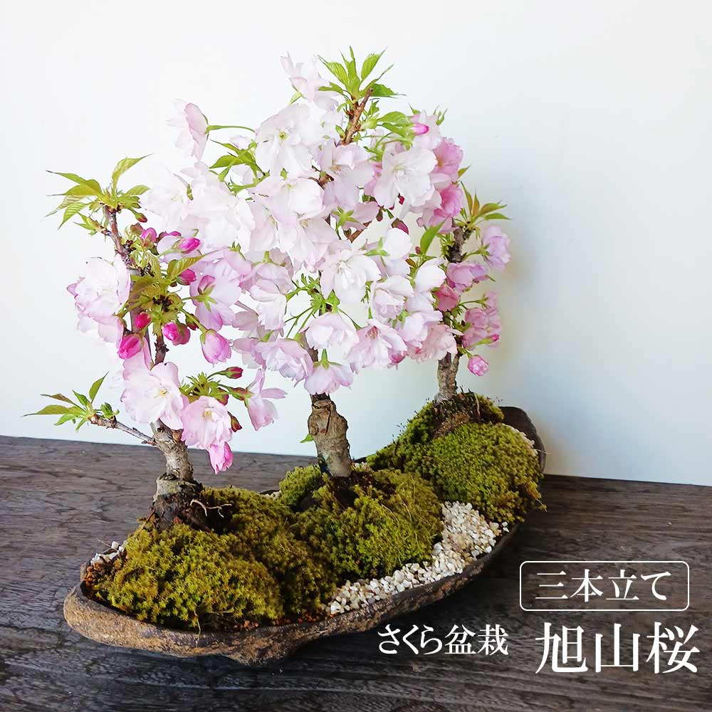 送料無料 旭山桜 ( あさひやまさくら ) 三本植え 盆栽くらま岩風鉢 桜 さくら サクラ