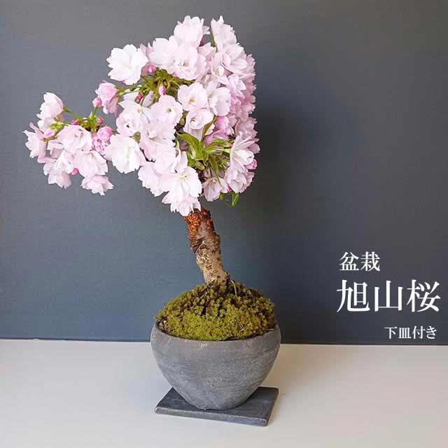 桜・・・そう聞くだけで心和む景色を【旭山桜の盆栽・下皿セット】