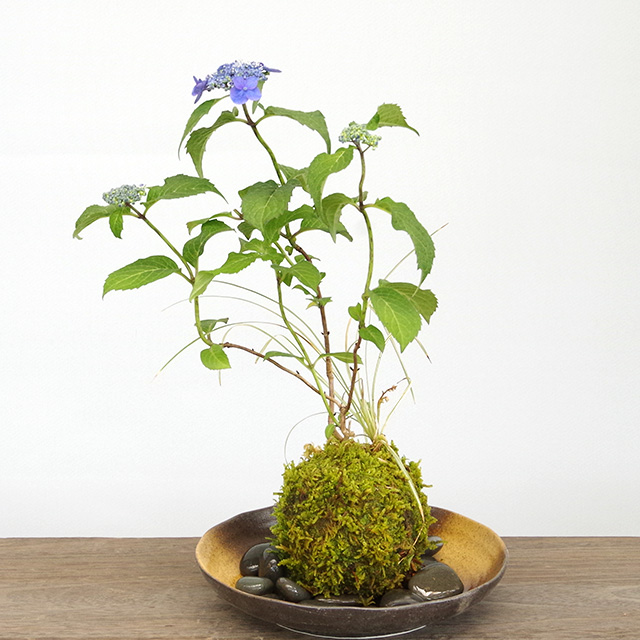 紫陽花苔玉
