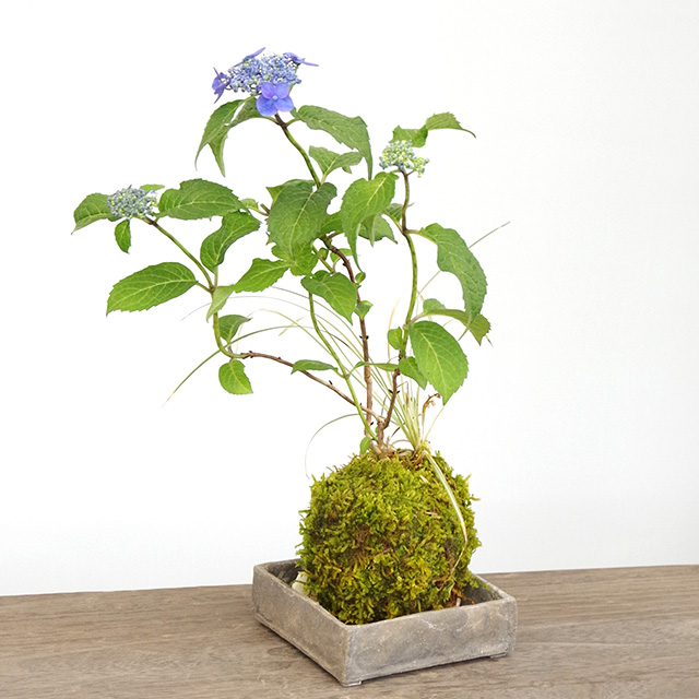 紫陽花苔玉