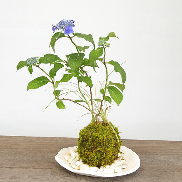 紫陽花　アジサイ　楕円鉢と小皿　2枚セット 鉢花 アジサイ マジカルレボリューション 4号 マーブル 紫陽花 ブルー