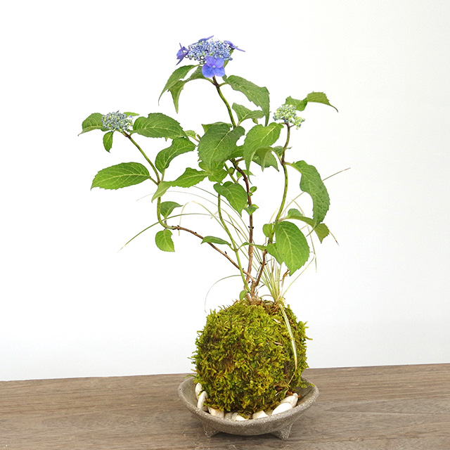 紫陽花苔玉