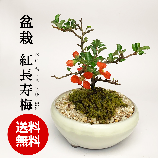  送料無料 紅長寿梅 ( べにちょうじゅばい ) 盆栽 万古焼白鉢 ミニ盆栽 BONSAI ボンサイ