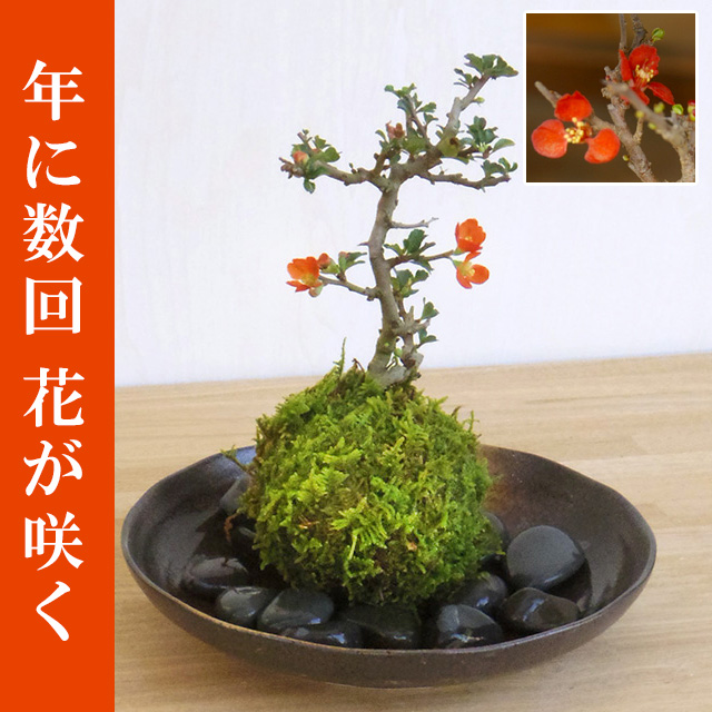  紅長寿梅 ( べにちょうじゅばい ) 苔玉 器セット チョウジュバイ