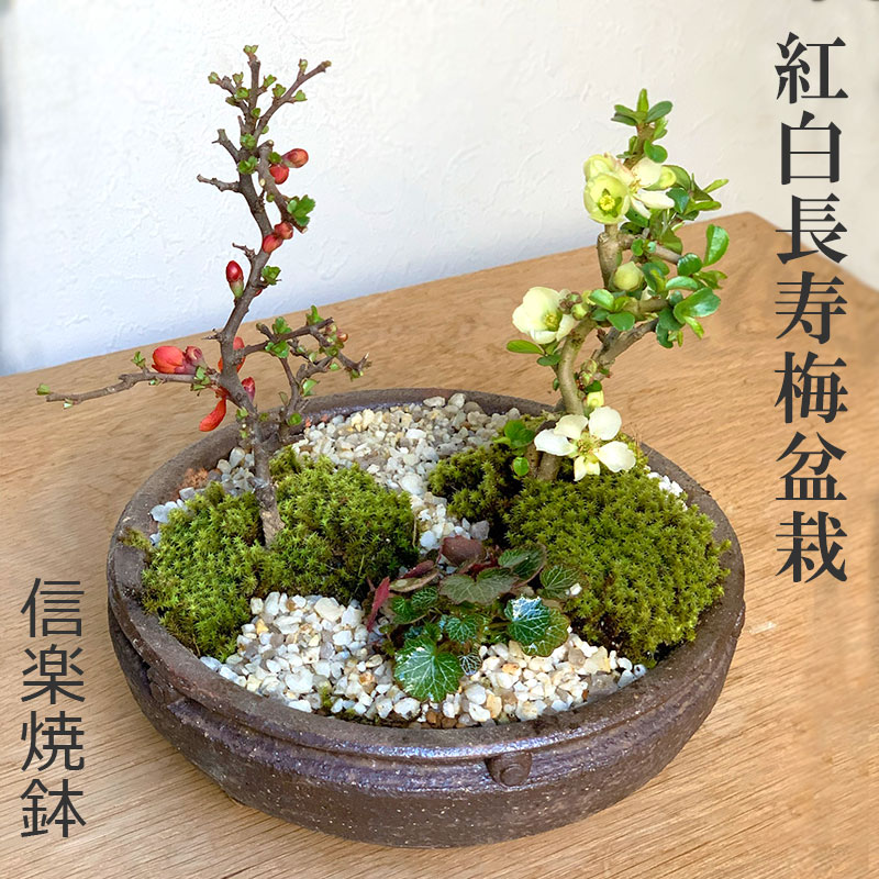  送料無料 紅白長寿梅 ( コウハクチョウジュバイ ) 寄せ植え盆栽 信楽焼鉢 盆栽 ちょうじゅばい