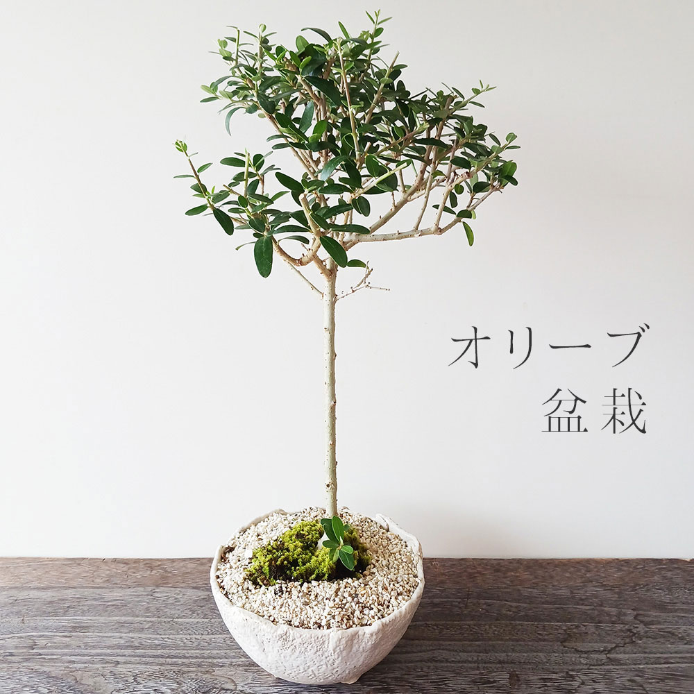 オリーブ盆栽
