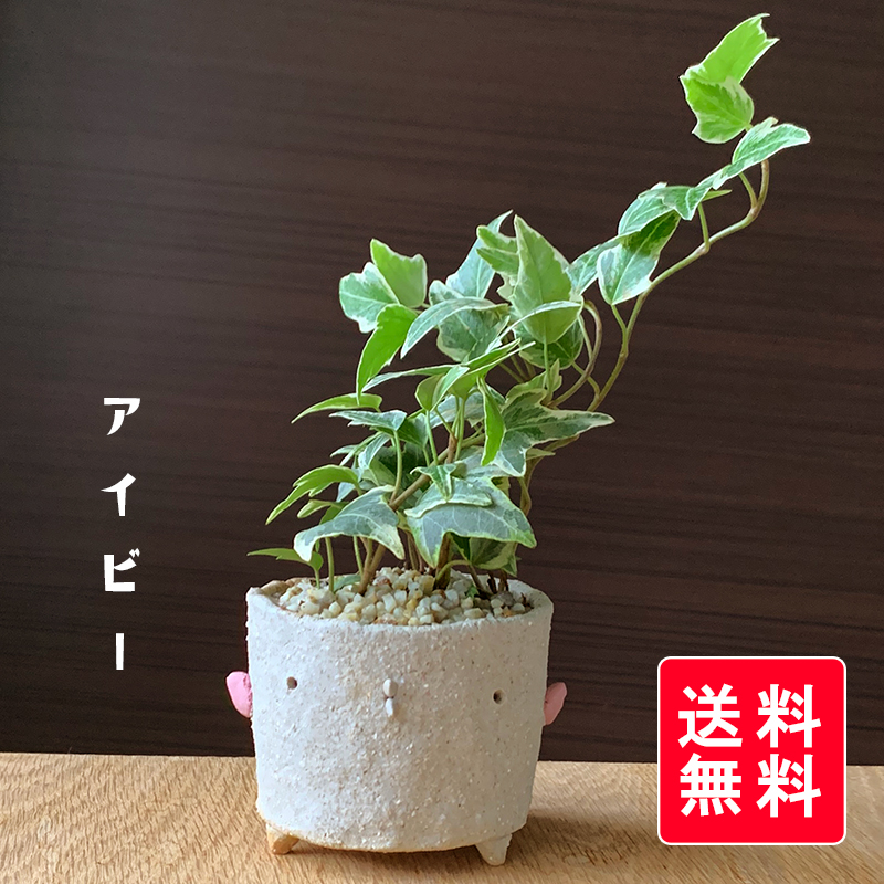 送料無料  アイビー ミニ盆栽 鉢 真山茜 盆栽 ぼんさい ボンサイ bonsai bonsaiart ミニ盆栽 小品盆栽 アイビー あいびー aibi-