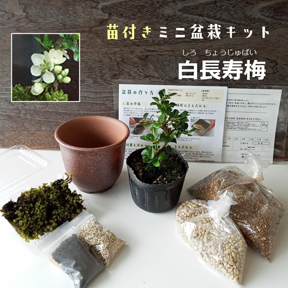 苗付き盆栽キット 白長寿梅 シロチョウジュバイ