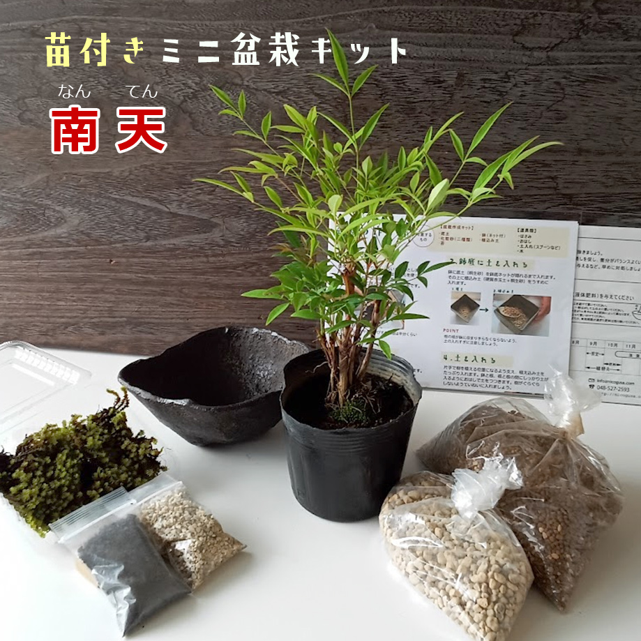 すぐ作れる 苗付き盆栽キット 南天 くらま鉢 なんてん ナンテン 盆栽を作る 盆栽作成 bonnsaikitt 盆栽作り ミニ盆栽セット 苗木