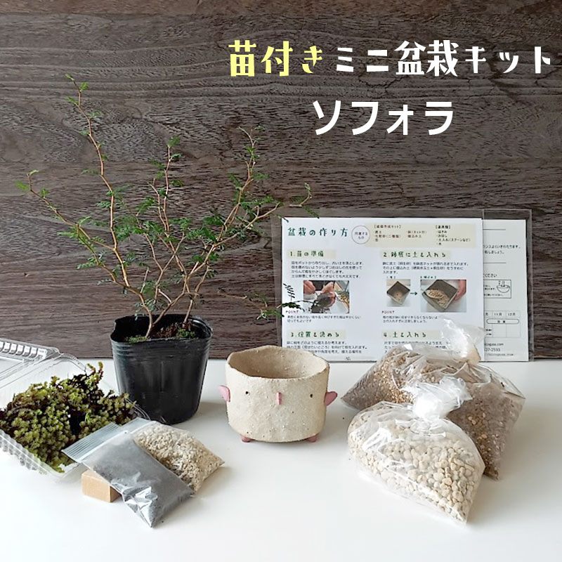 すぐ作れる 苗付き盆栽キット ソフォラ 真山茜 オリジナルトリ鉢 メルヘンの木 そふぉら ソフォラミクロフィラ ソフォラリトルベイビー そふぉらりとるべいびー