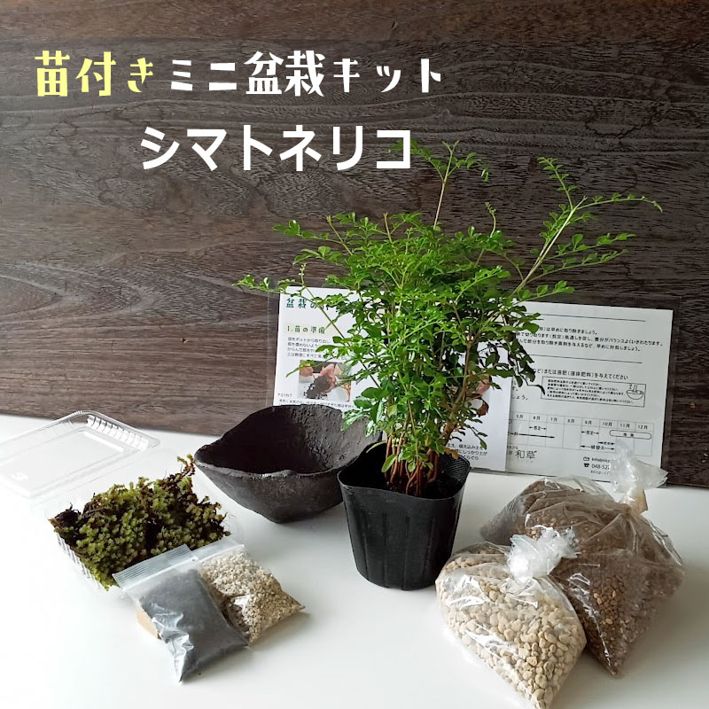 苗付き盆栽キット シマトネリコ くらま鉢 盆栽作成キット 手づくりキット