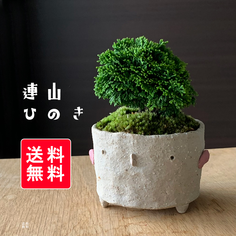 送料無料　連山ヒノキのミニ盆栽　鉢　真山茜盆栽 ぼんさい ボンサイ bonsai bonsaiart ミニ盆栽 小品盆栽 ひのき hinoki