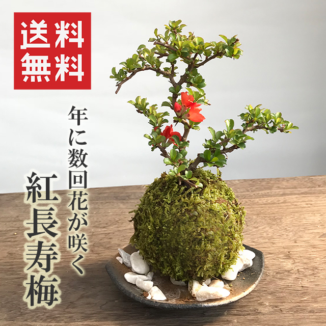  紅長寿梅 ( べにちょうじゅばい ) 苔玉 黒備前小器セット 紅花 チョウジュバイ ボケ 木瓜 四季咲き