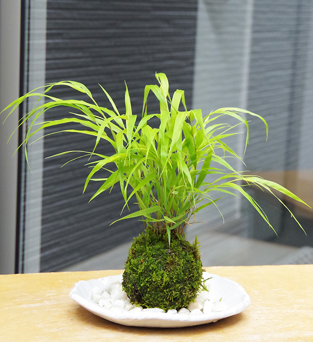 風知草苔玉楕円白粉引器2016m