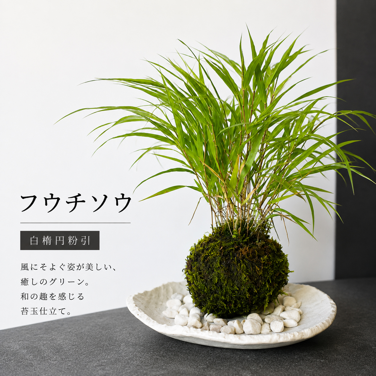風を知らせる涼しげな草【風知草（フウチソウ）の苔玉・楕円白粉引器セット】コケ玉　こけだま　こけ玉　ふうちそう