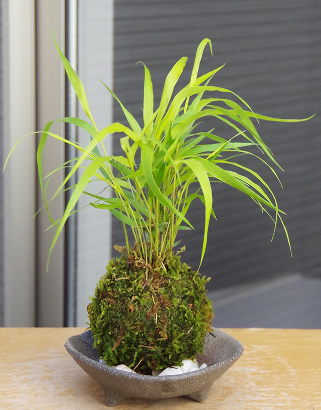風知草苔玉三つ足灰器2016m