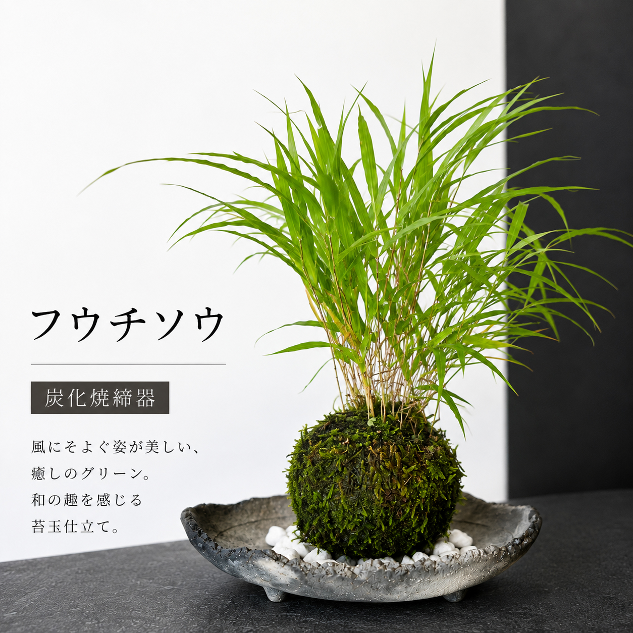 風を知らせる涼しげな草【風知草（フウチソウ）の苔玉・炭化焼締器セット】コケ玉　こけだま　こけ玉　ふうちそう