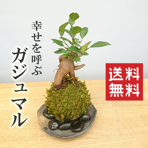 ガジュマル