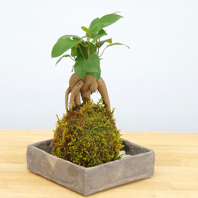 ガジュマル苔玉