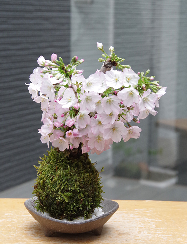 御殿場桜苔玉三つ足灰器2016
