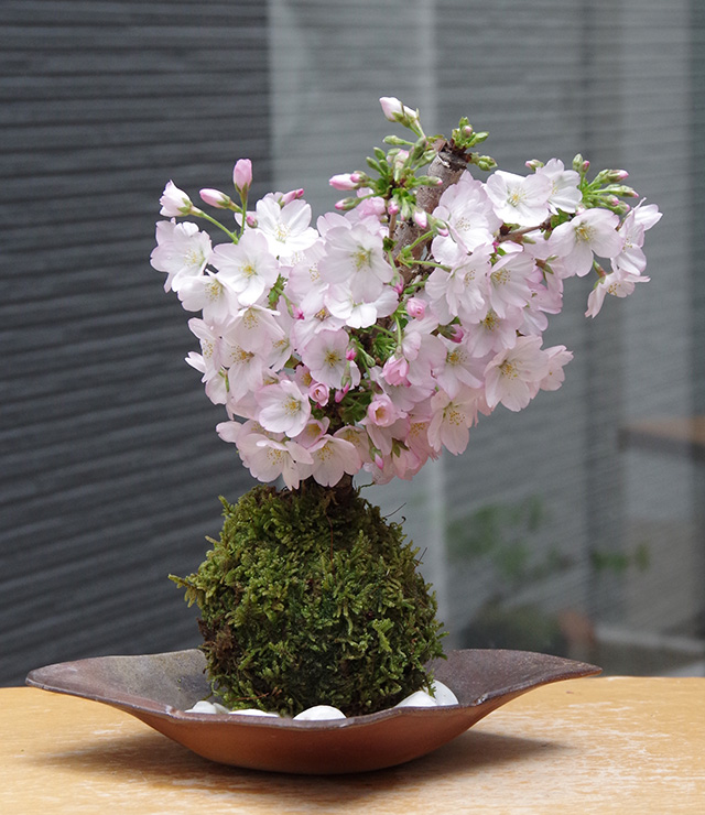 御殿場桜苔玉金山焼2016
