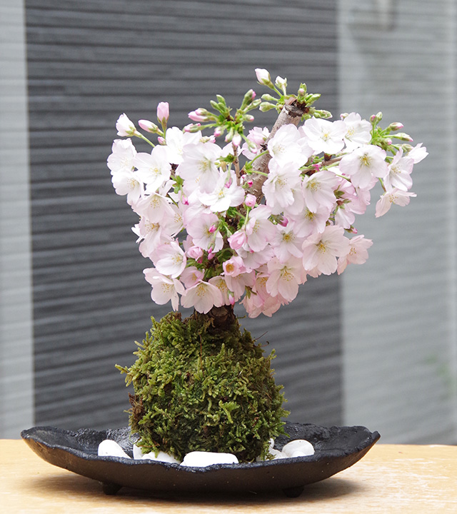 御殿場桜苔玉炭化焼締器2016