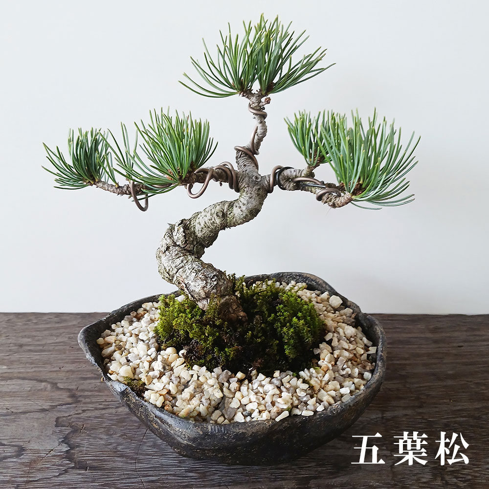八房五葉松