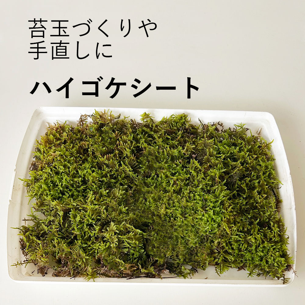 ハイゴケシート 31×23cm 箱入り ボックス 大きめ 苔玉作り こけだま