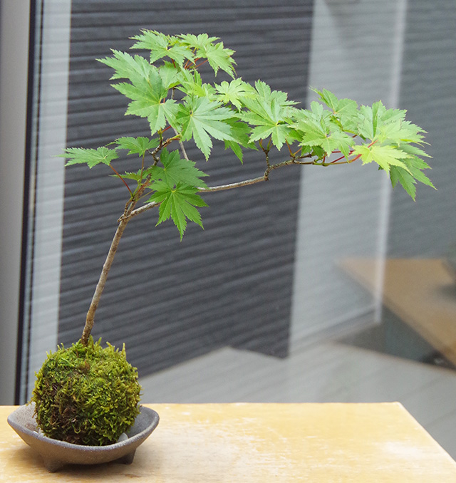 ハウチワカエデ苔玉三つ足灰器2016m