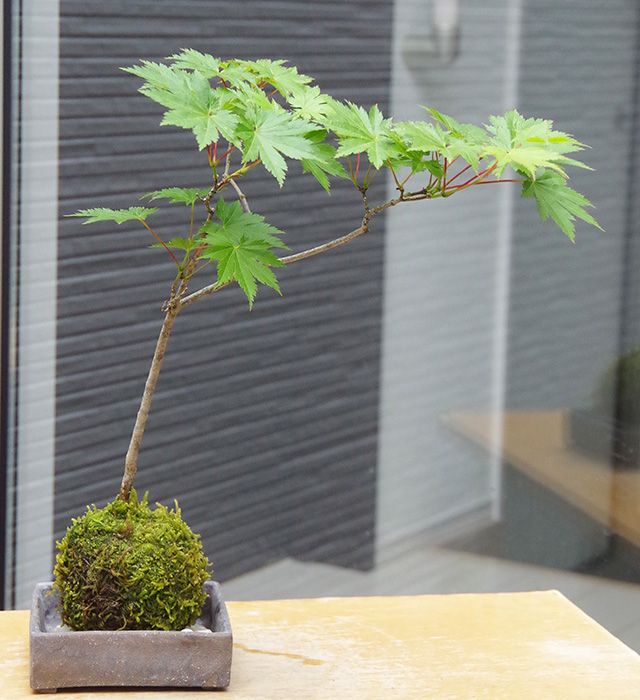 ハウチワカエデ苔玉焼締角器2016m