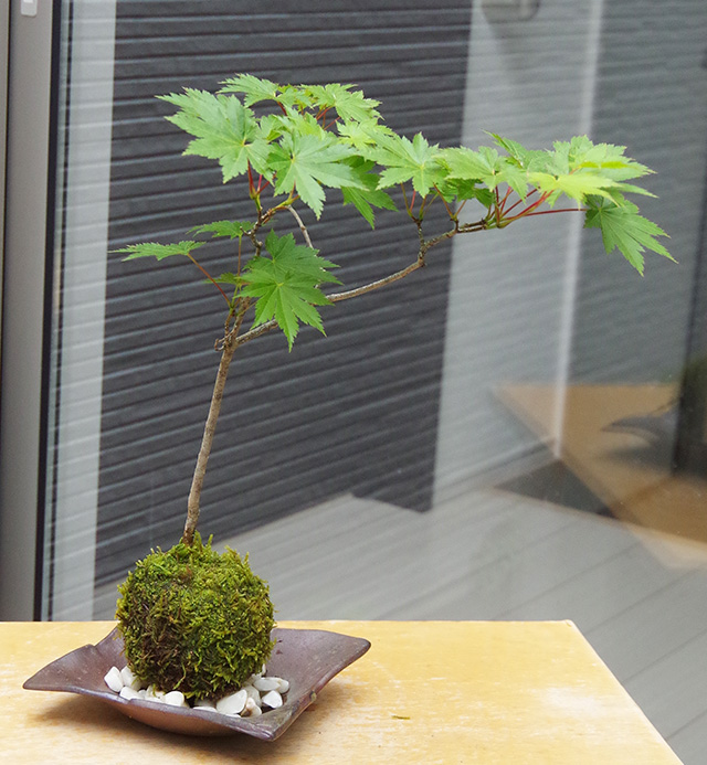 ハウチワカエデ苔玉焼締茶器2016m
