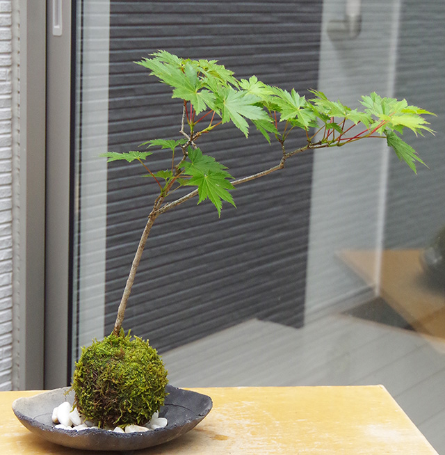 ハウチワカエデ苔玉炭化焼締鉢2016m