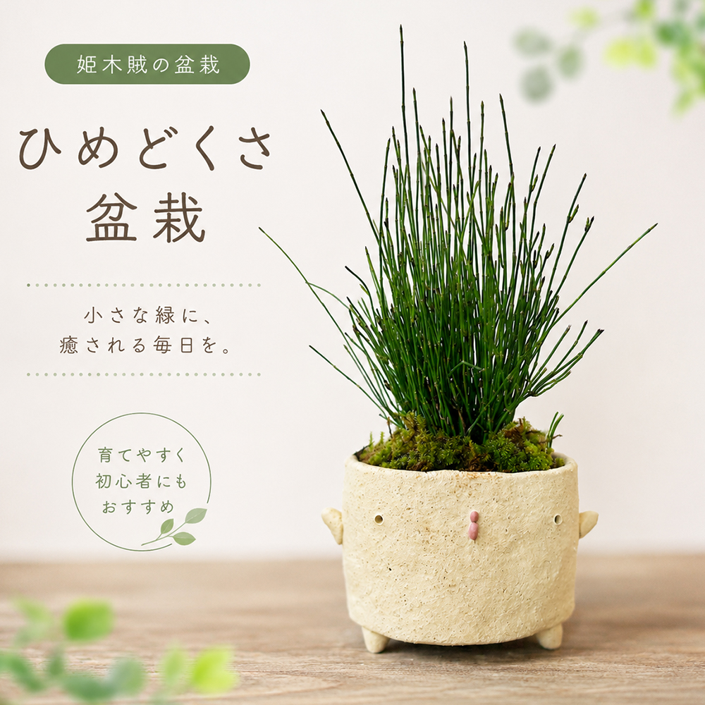 ヒメドクサ　真山茜