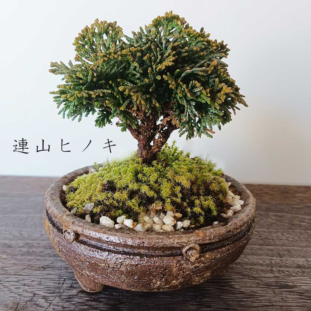 送料無料 連山ヒノキのミニ盆栽 鉢 信楽 丸小紋鉢 信楽茶 盆栽 ぼんさい ボンサイ bonsai bonsaiart ミニ盆栽 小品盆栽 ひのき hinoki