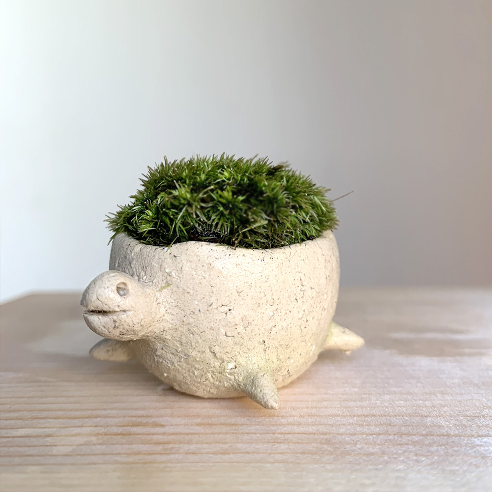 亀 苔盆栽 炭化焼締鉢 白 ベージュ系 かめ kame 盆栽 bonsai 苔 koke