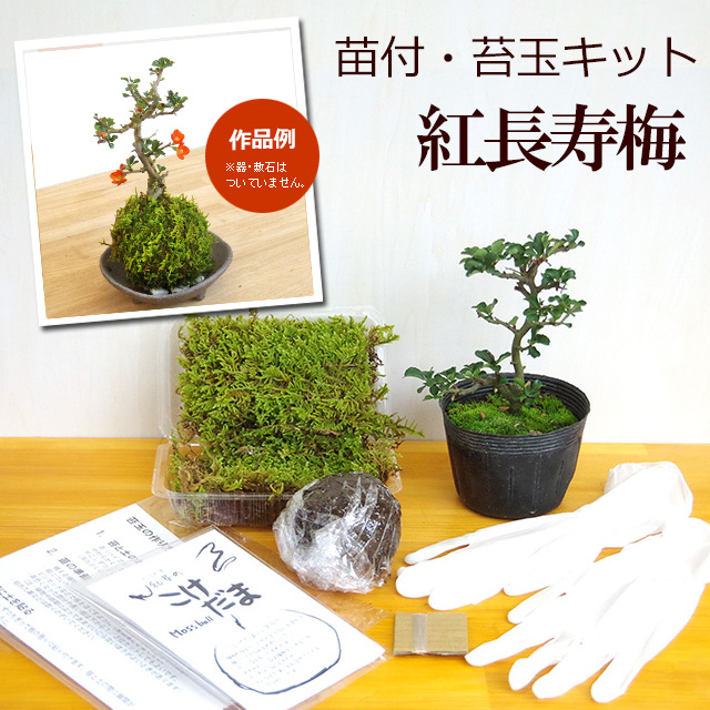 さあ、苔玉を作ってみませんか？【苔玉キット 苗付（紅長寿梅 ベニ