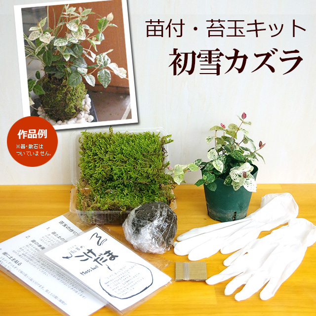 苔玉キット　初雪カズラ