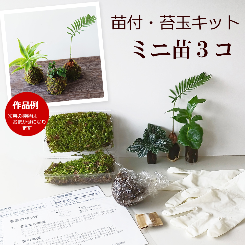 苔玉キット おまかせアソート3種苗付  ( ミニ苗３つ )  苔玉 作成キット 手作り
