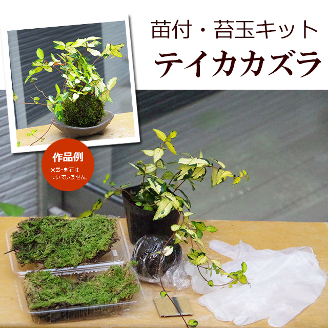 苔玉キット　テイカカズラ