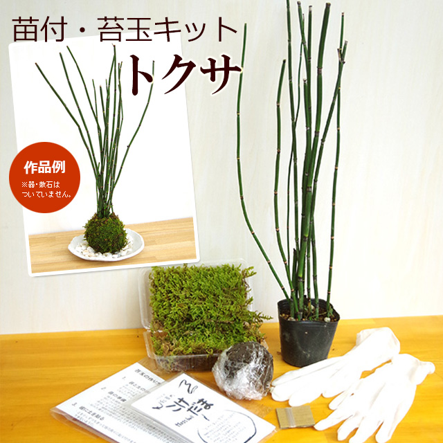 フク様 リクエスト 4点 まとめ商品(苔玉木皿付き)（寿司容器 BCF
