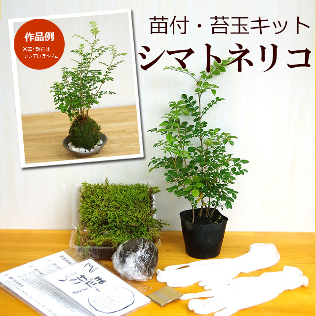 苔玉キット 苗付 シマトネリコ 苔玉 コケダマ 作成キット